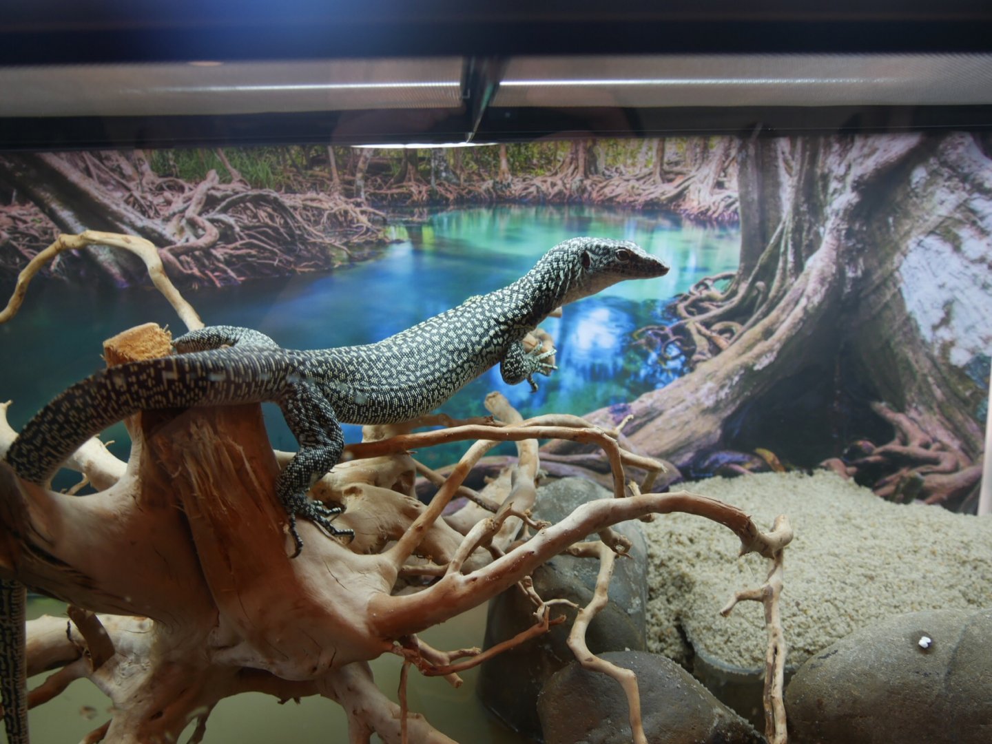 Mangrove Monitor