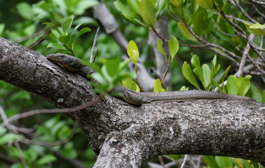 Mangrove Monitor