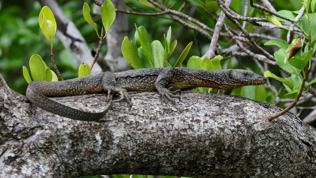 Mangrove Monitor