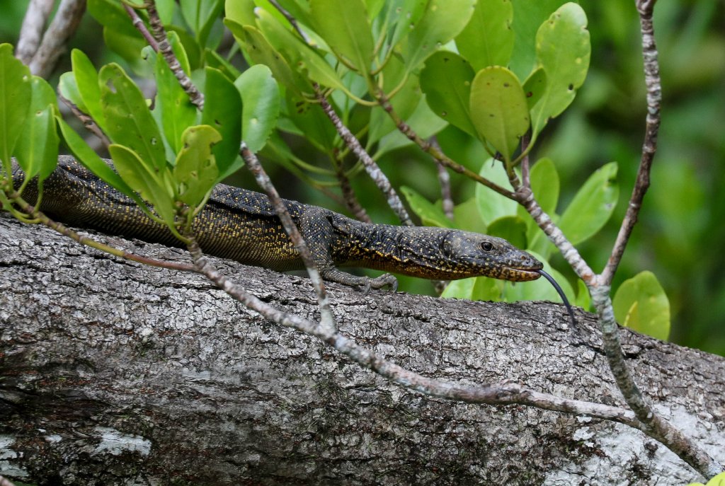 Mangrove Monitor
