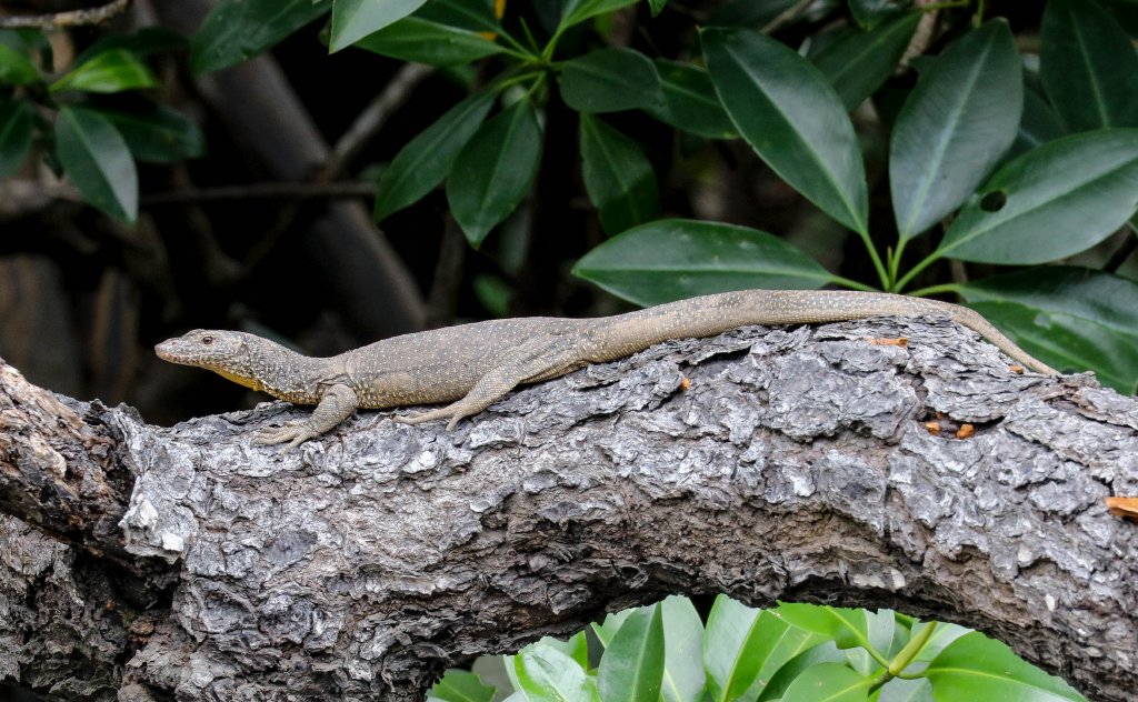 Mangrove Monitor