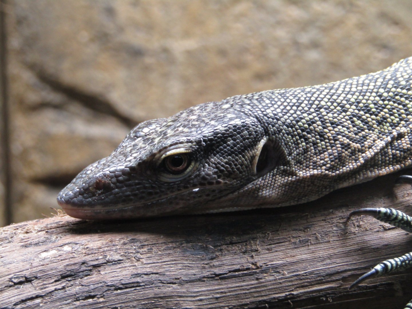 Mangrove Monitor