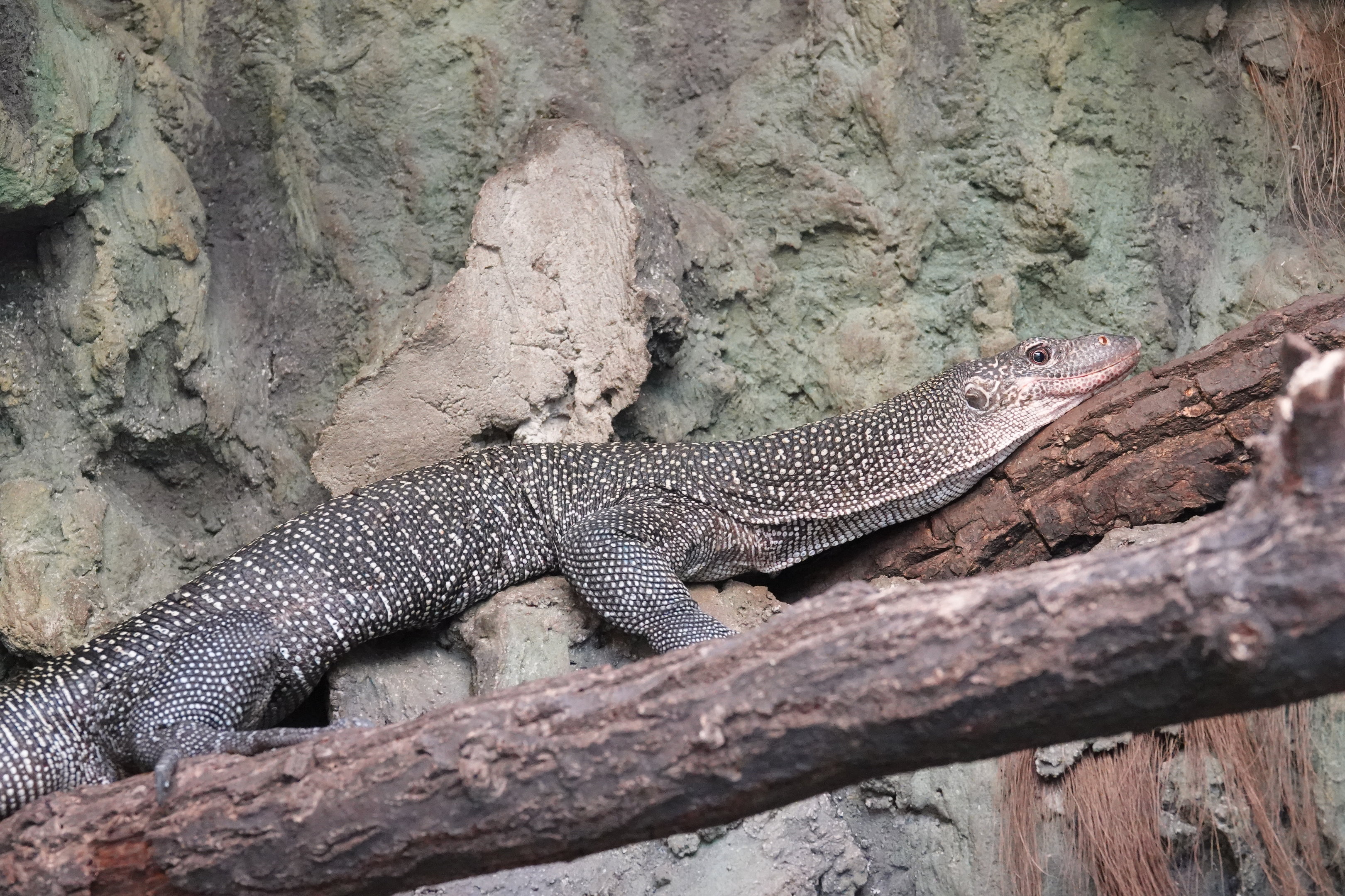 Mangrove monitor