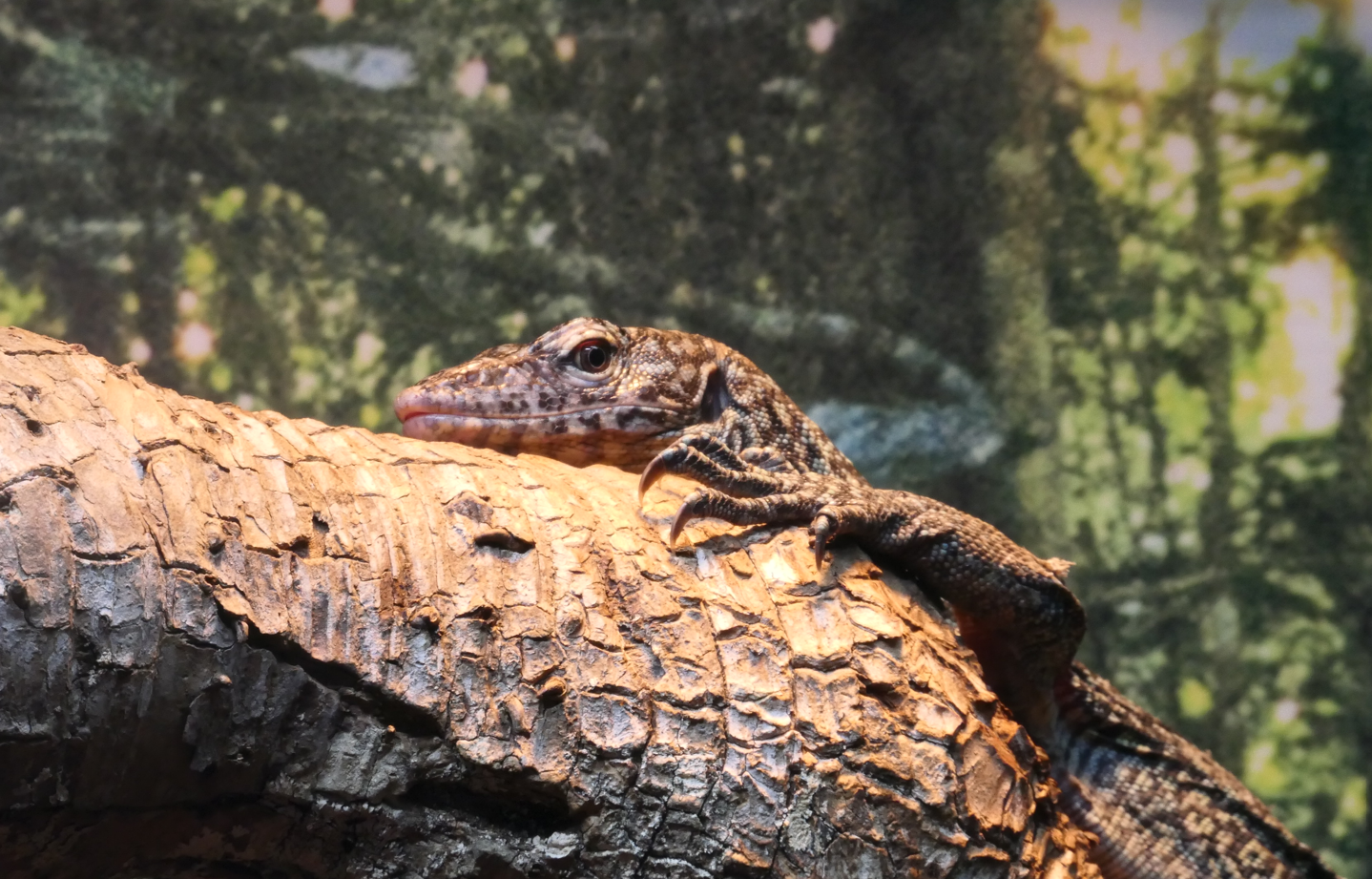 Mangrove Monitor