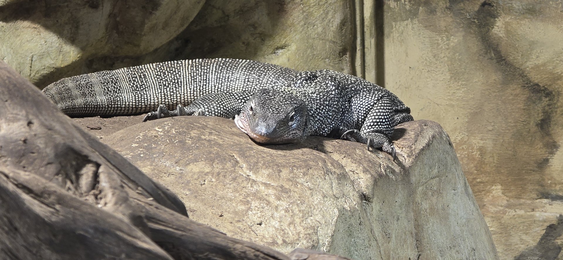 Mangrove monitor