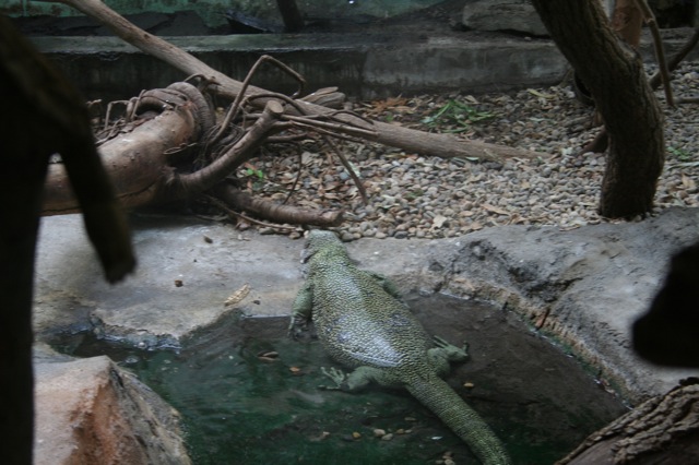 Mangrove Monitor