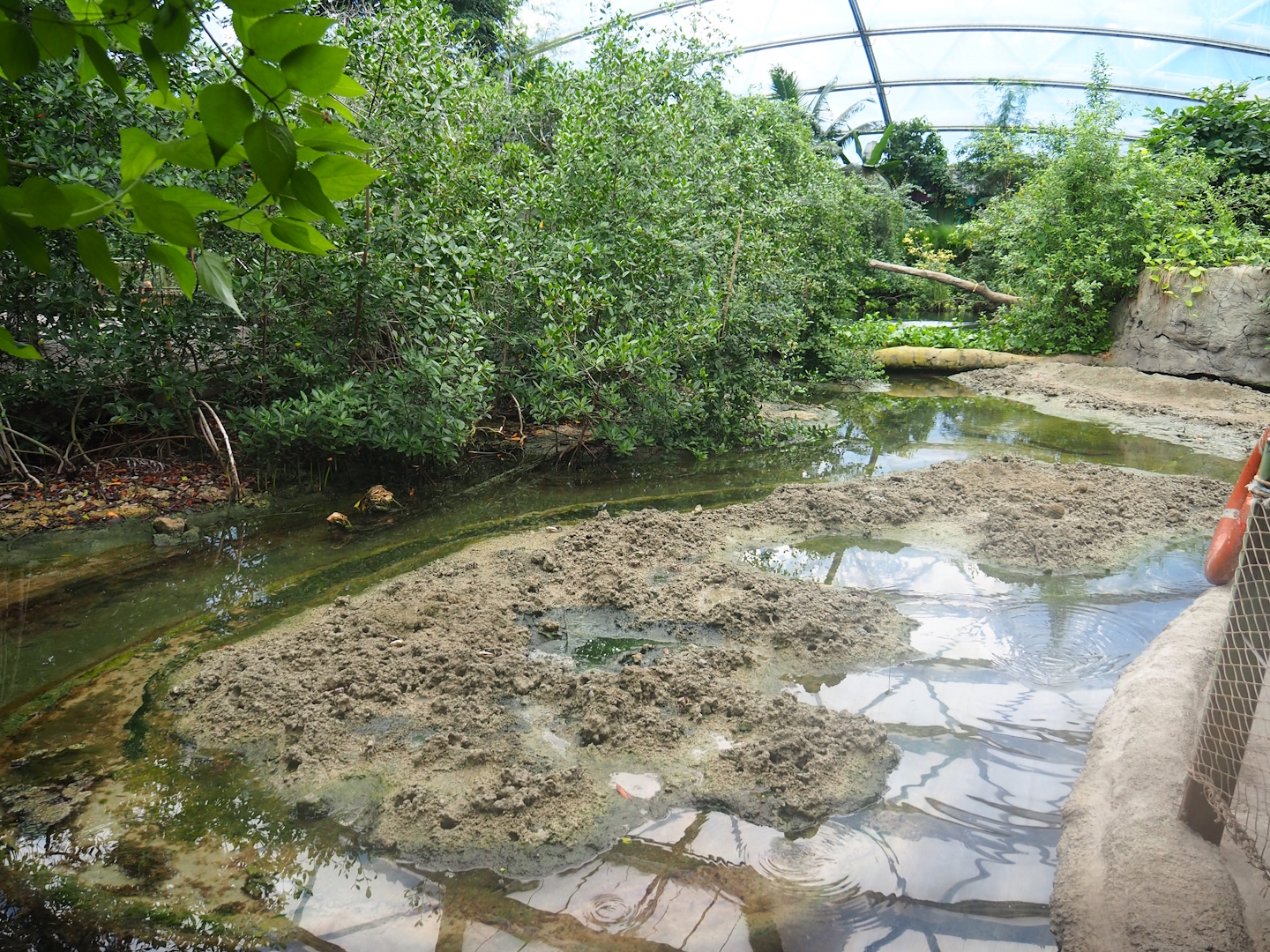 Mangrove mudflats, 2023-10-07