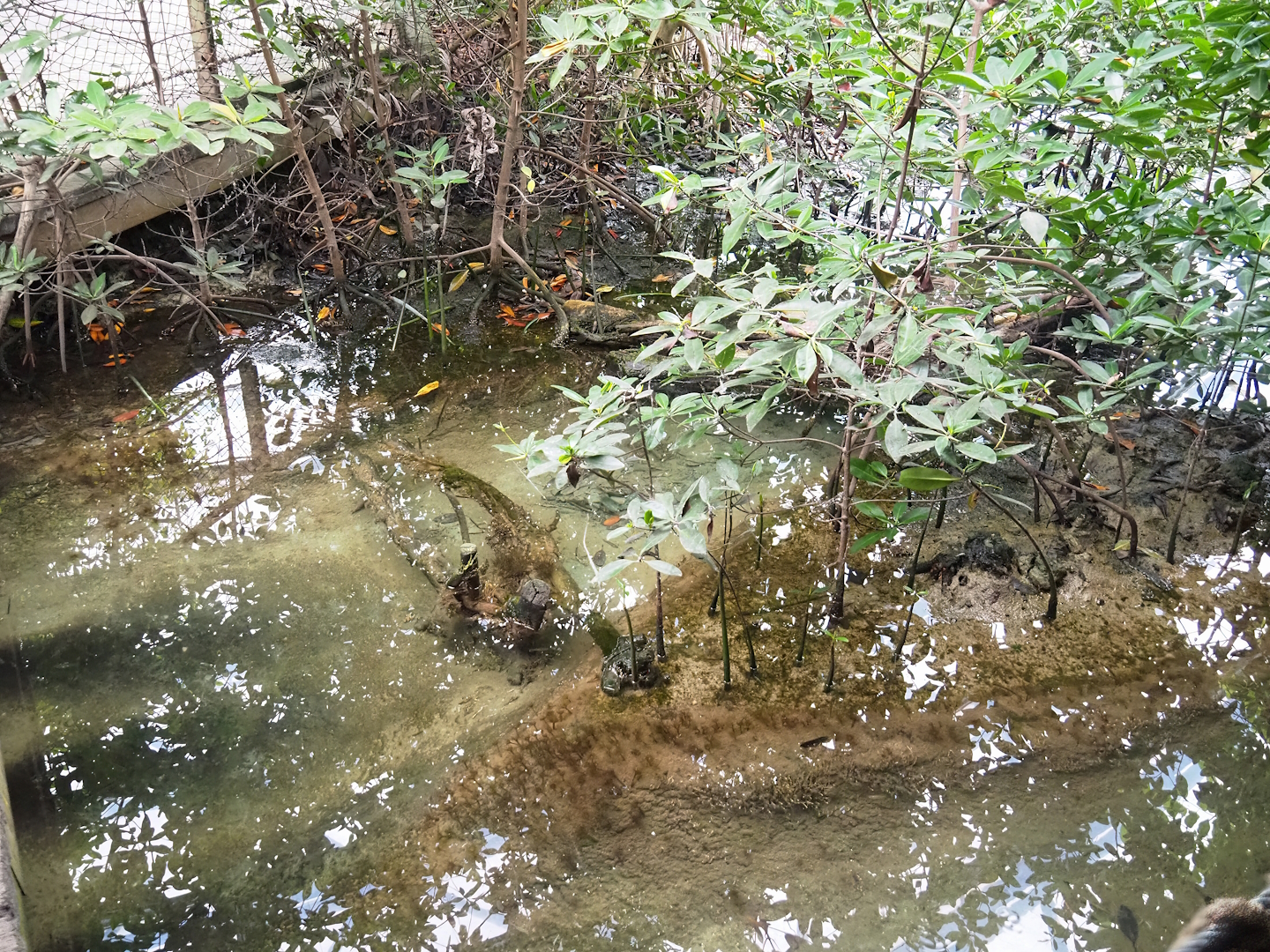 Mangrove mudflats - Area with mangrove plants, 2023-10-07