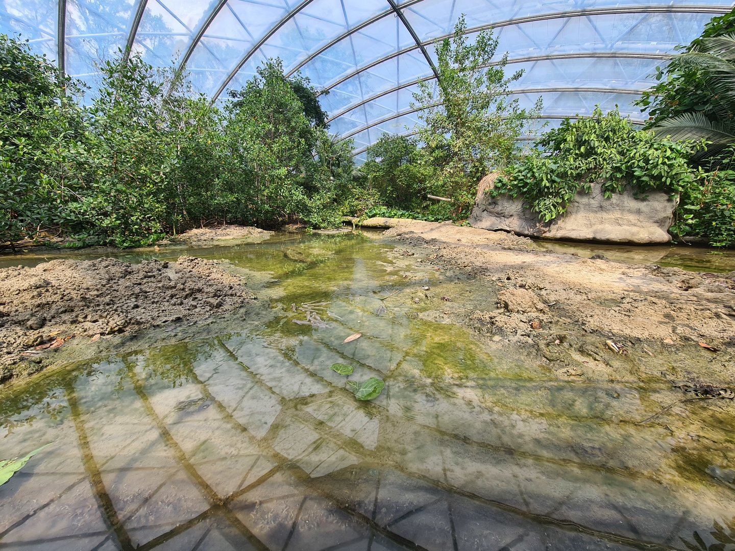 Mangrove - Mudflats exhibit