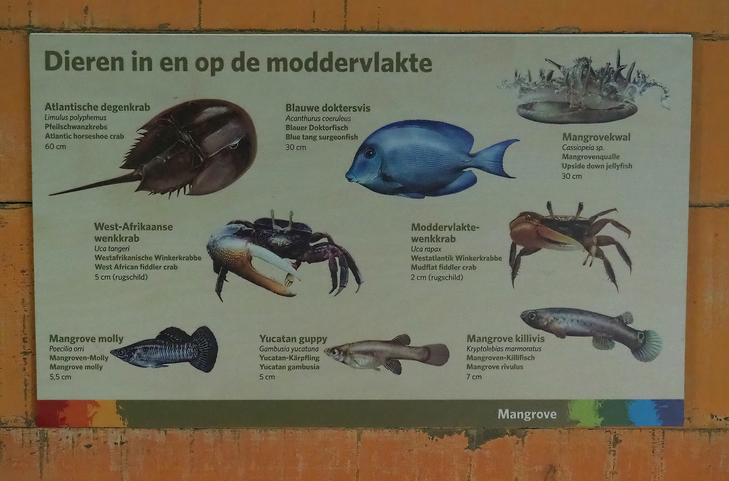 Mangrove mudflats species signage, 2023-10-07