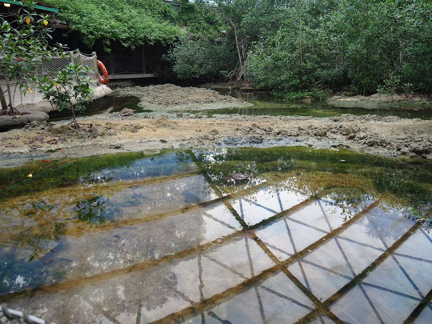 Mangrove mudflats with deeper pool with upside-down jellyfish in the front, 2023-10-07