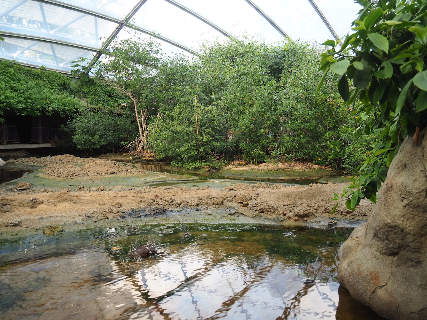 Mangrove mudflats with deeper pool with upside-down jellyfish in the front, 2023-10-07