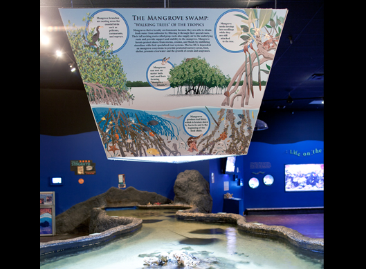 Mangrove Mural above stingray touch tank.