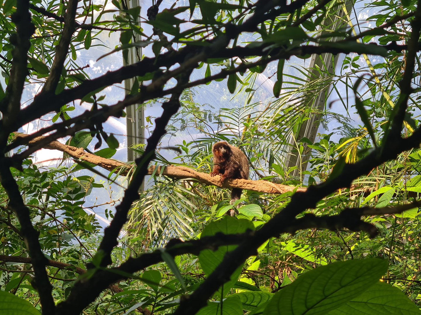 Mangrove - New Coppery titi