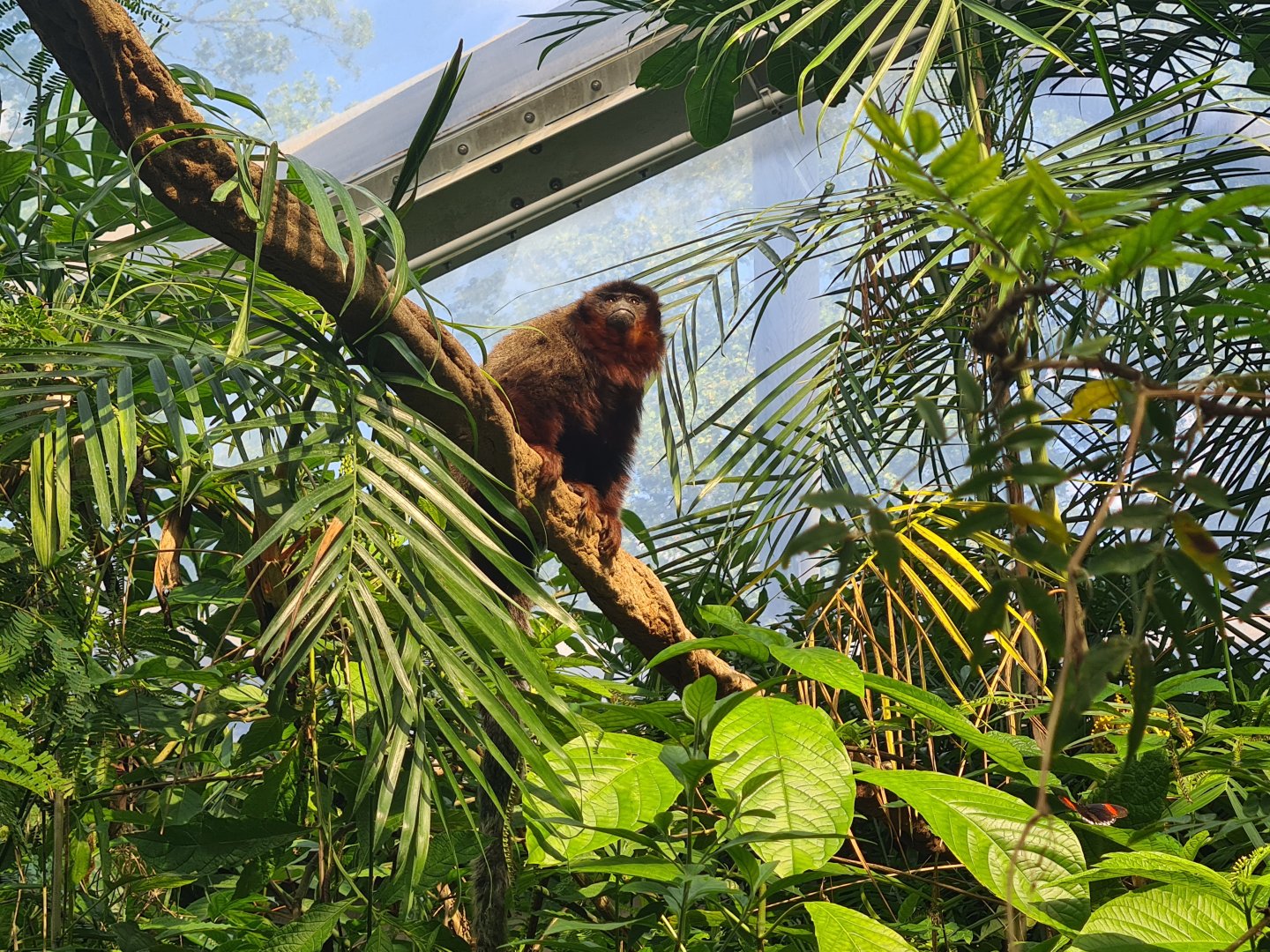 Mangrove - New Coppery titi