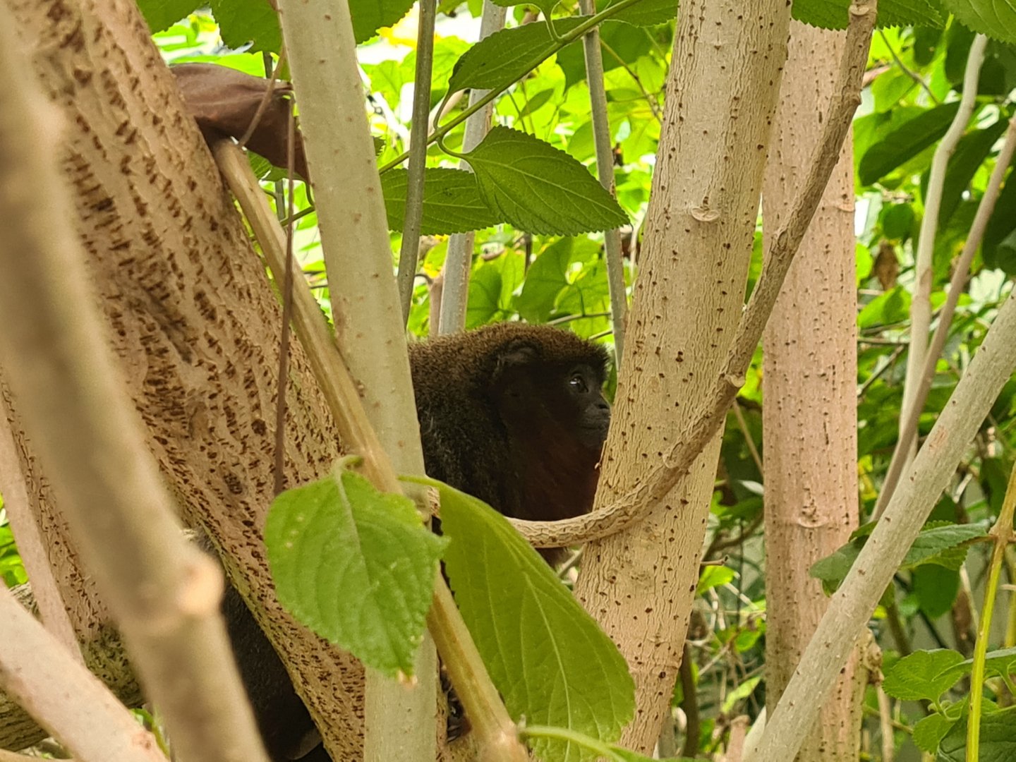 Mangrove - New Coppery titi
