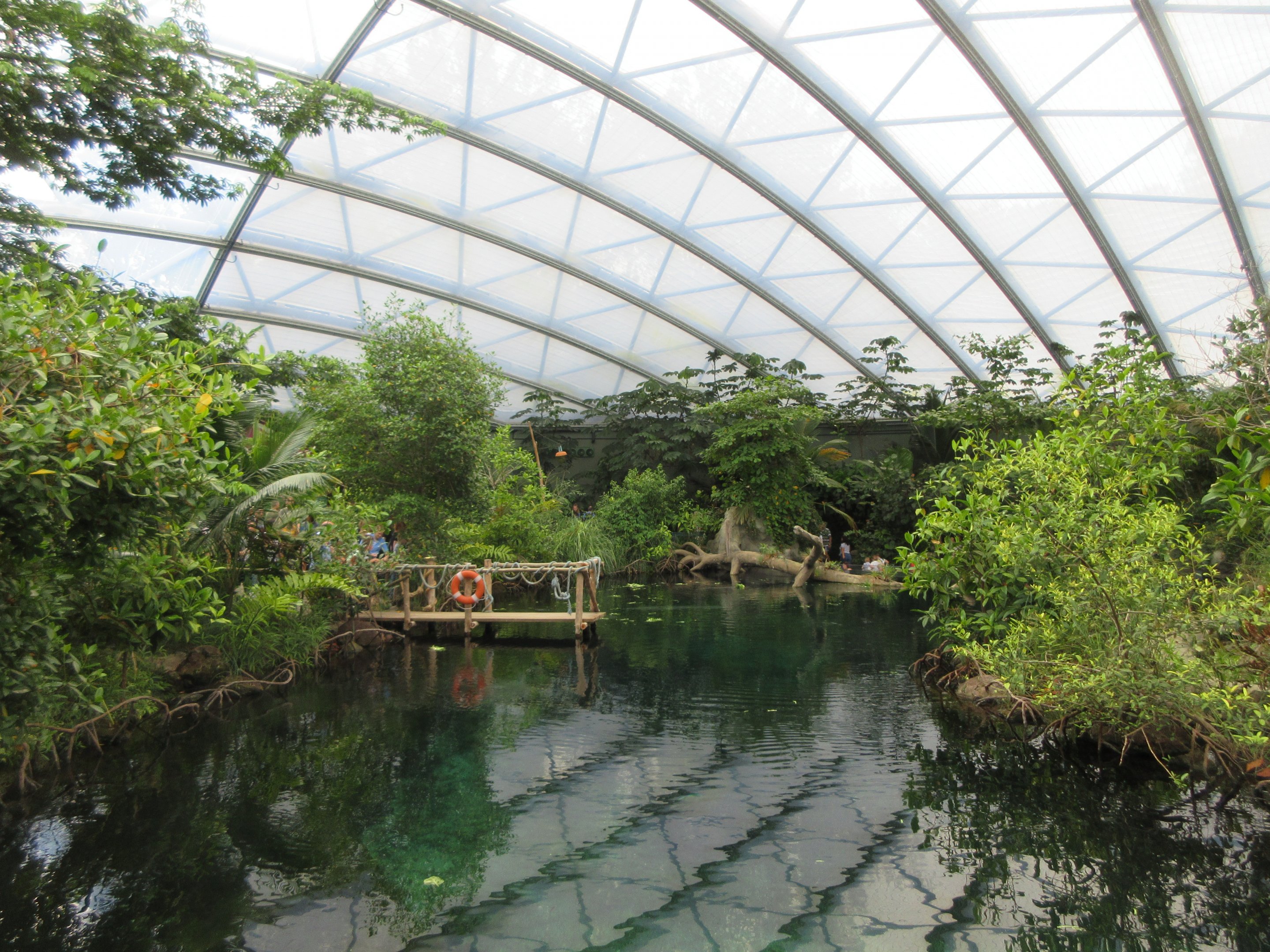 Mangrove (New in 2017)