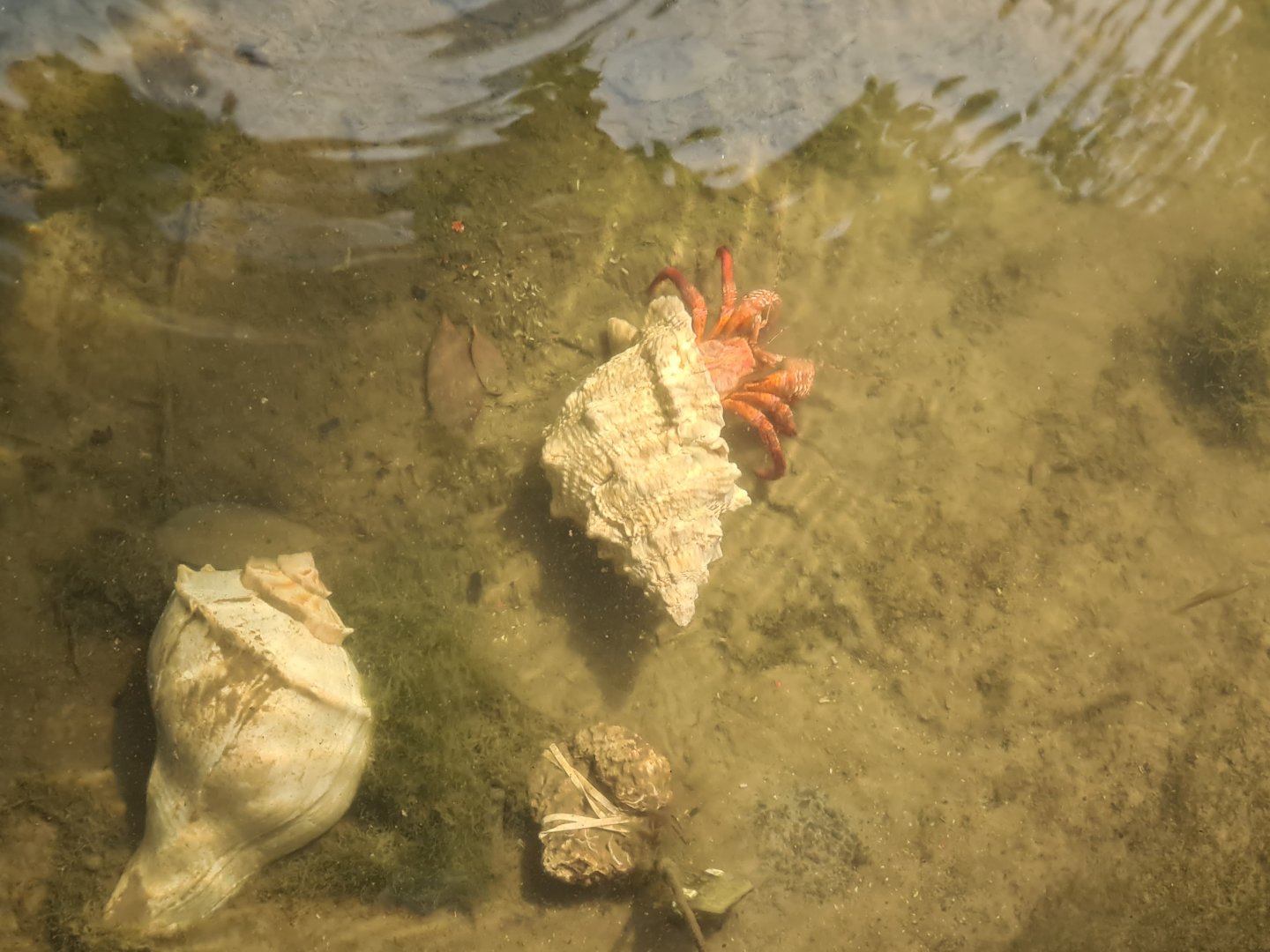 Mangrove - New species: Giant red hermit crab (Petrochirus diogenes)