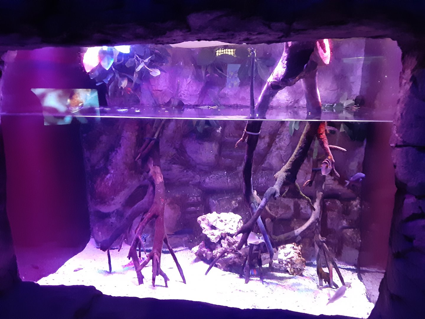 Mangrove Nursery Tank