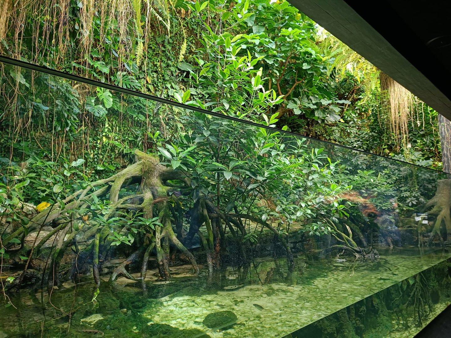 Mangrove Paludarium (Exotarium)