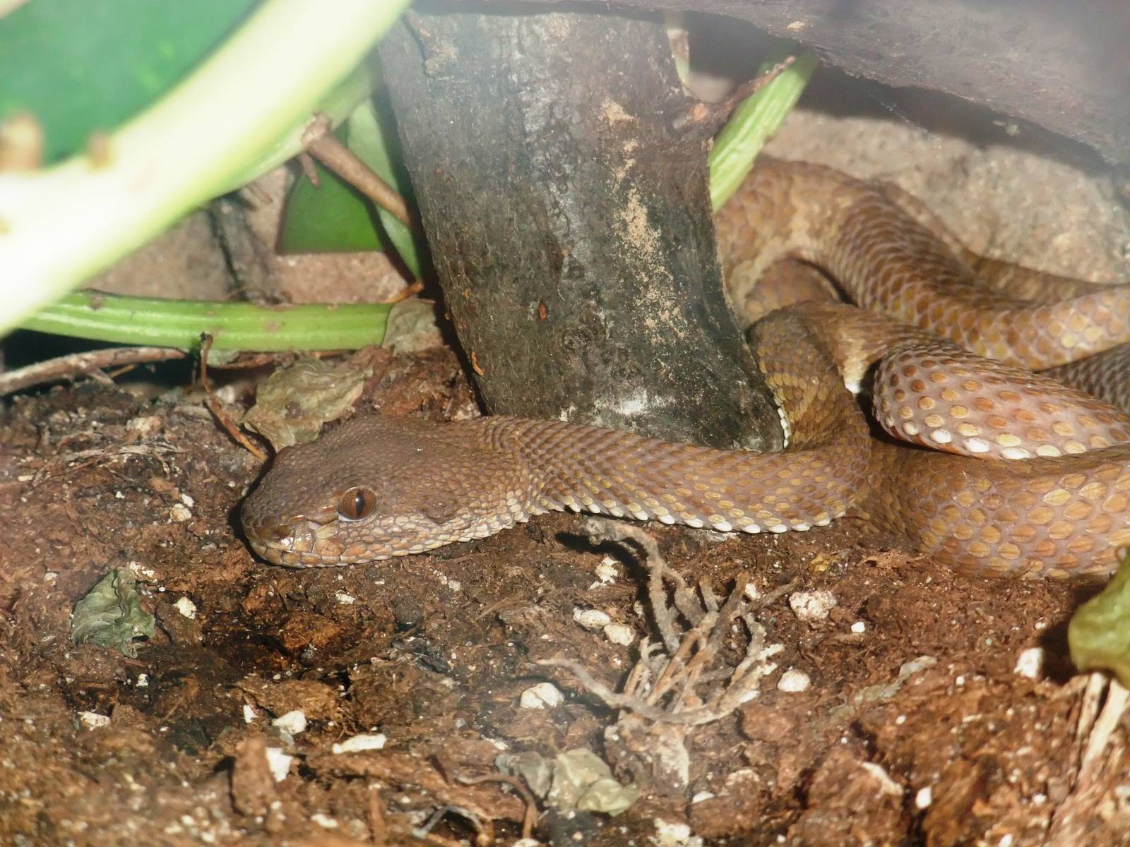 Mangrove Pit Viper at Dvur Kralove, 27/08/12