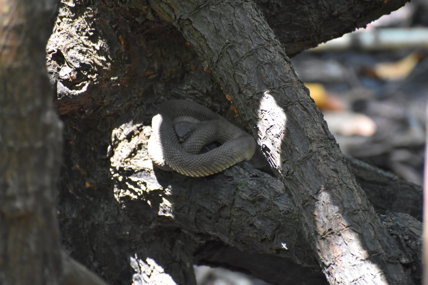 Mangrove Pit Viper ~ Pasir Ris Park