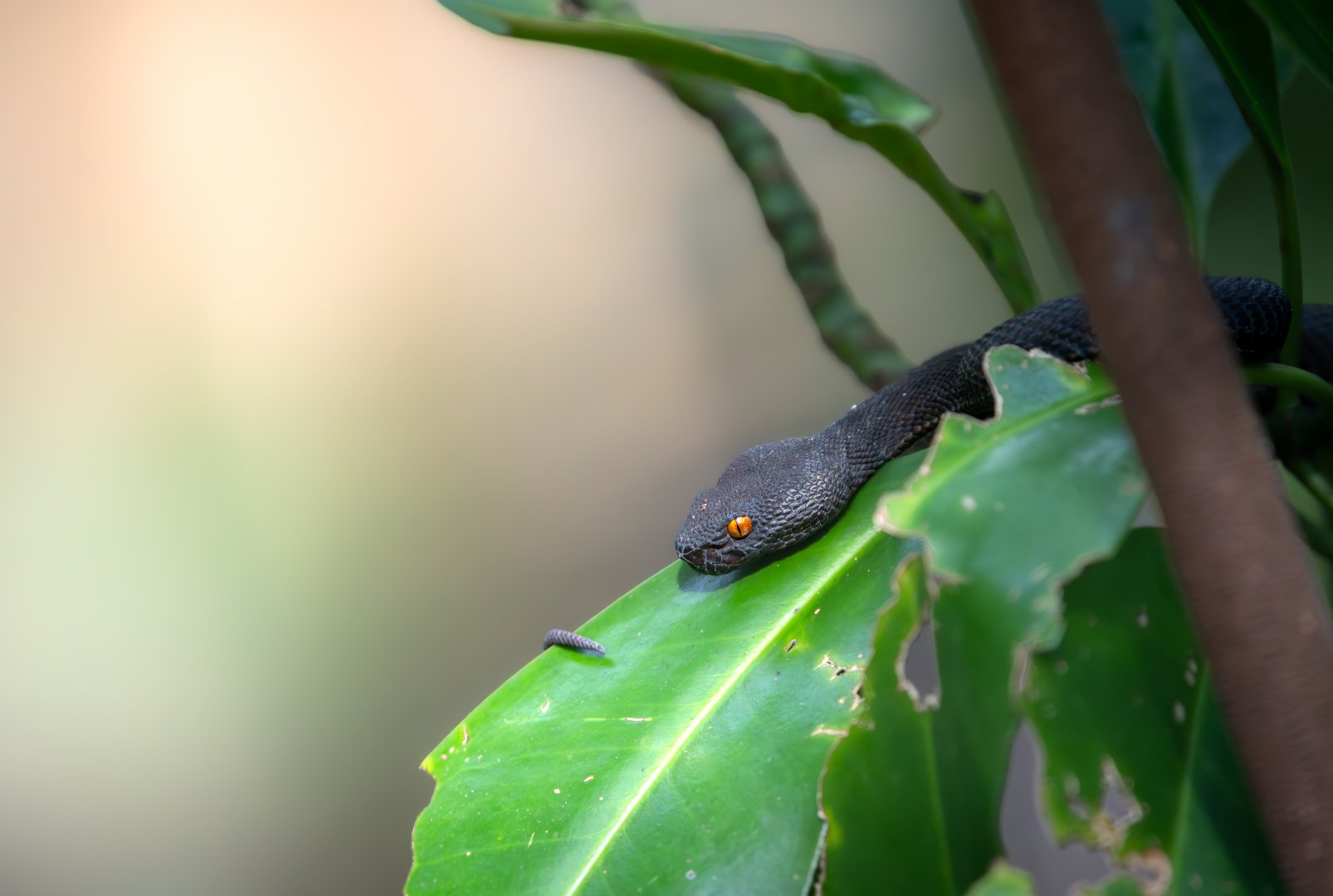 Mangrove Pit Viper ~ Pasir Ris Park