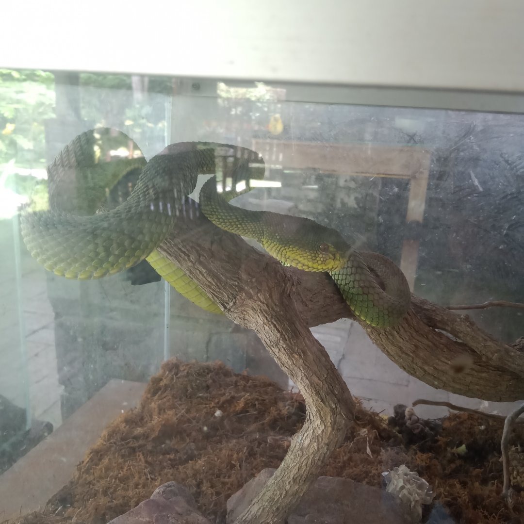 Mangrove pit viper (Trimeresurus purpureomaculatus) - Sato Loka Resto & Conservation Park
