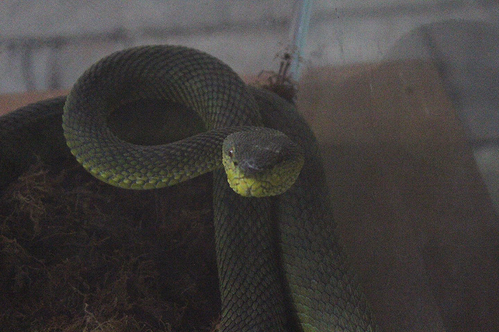 Mangrove pit viper (Trimeresurus purpureomaculatus) - Taman Konservasi Sato Loka