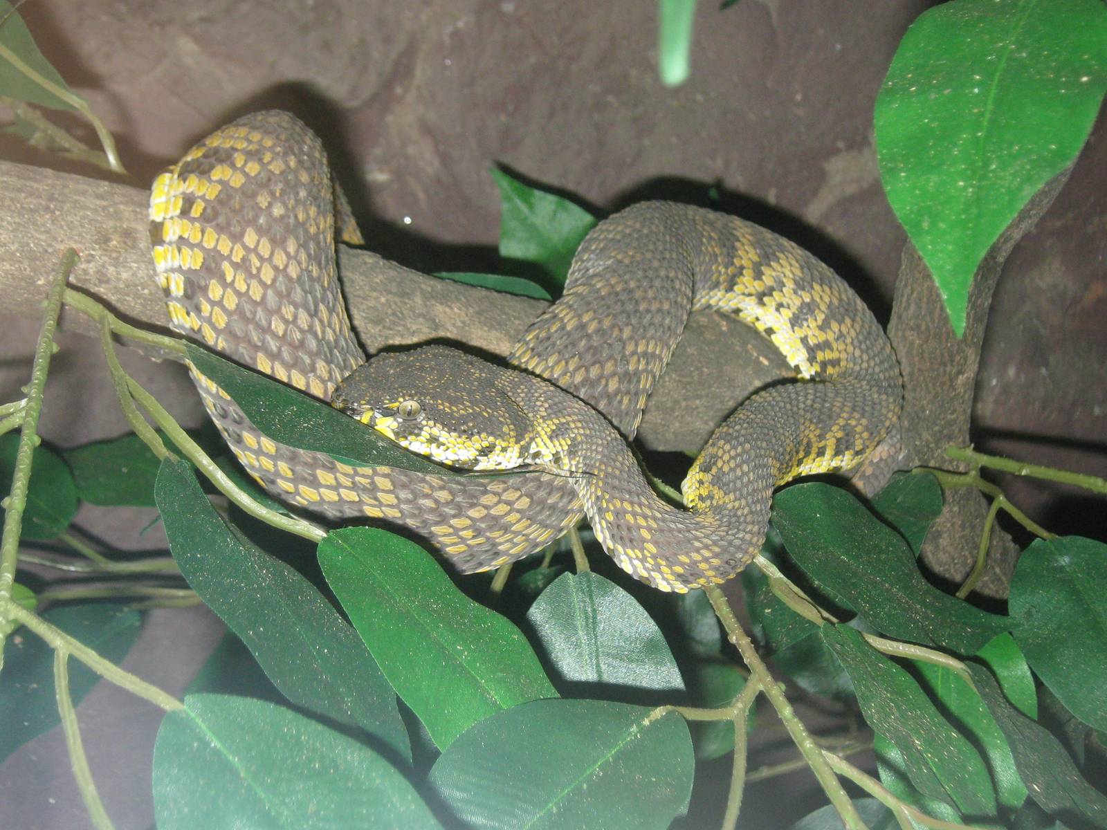 Mangrove pit-viper (Trimeresurus purpureomaculatus)
