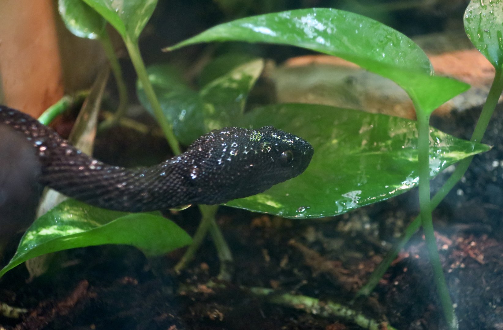 Mangrove Pit Viper (Trimeresurus purpureomaculatus)