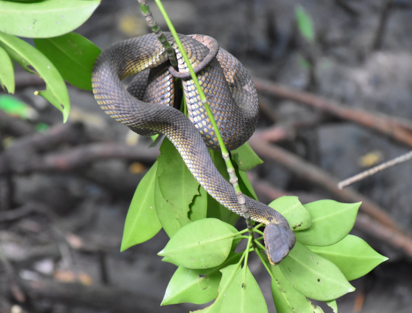 Mangrove Pit Viper (Trimeresurus purpureomaculatus)