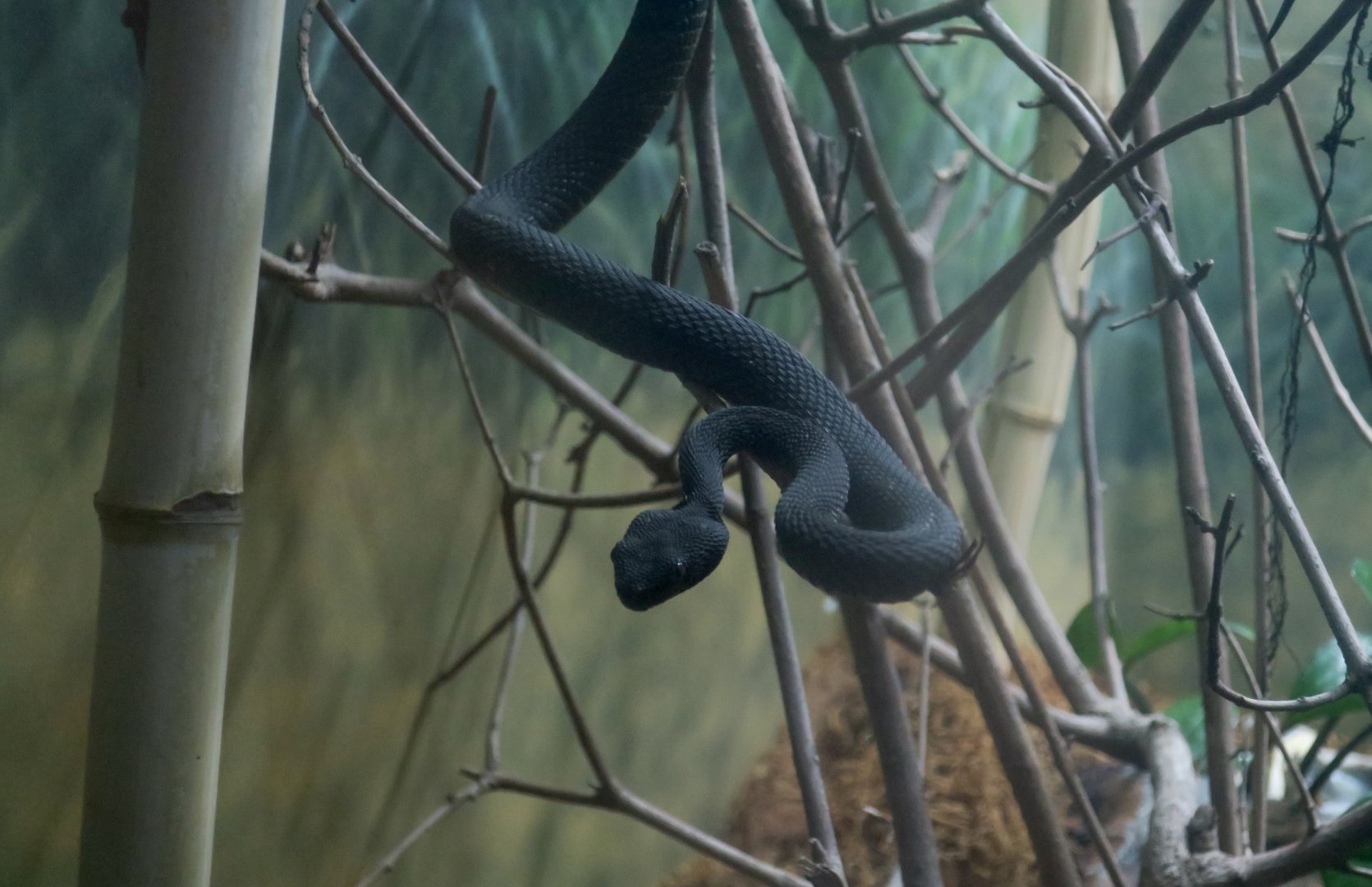 Mangrove Pit Viper (Trimeresurus purpureomaculatus)