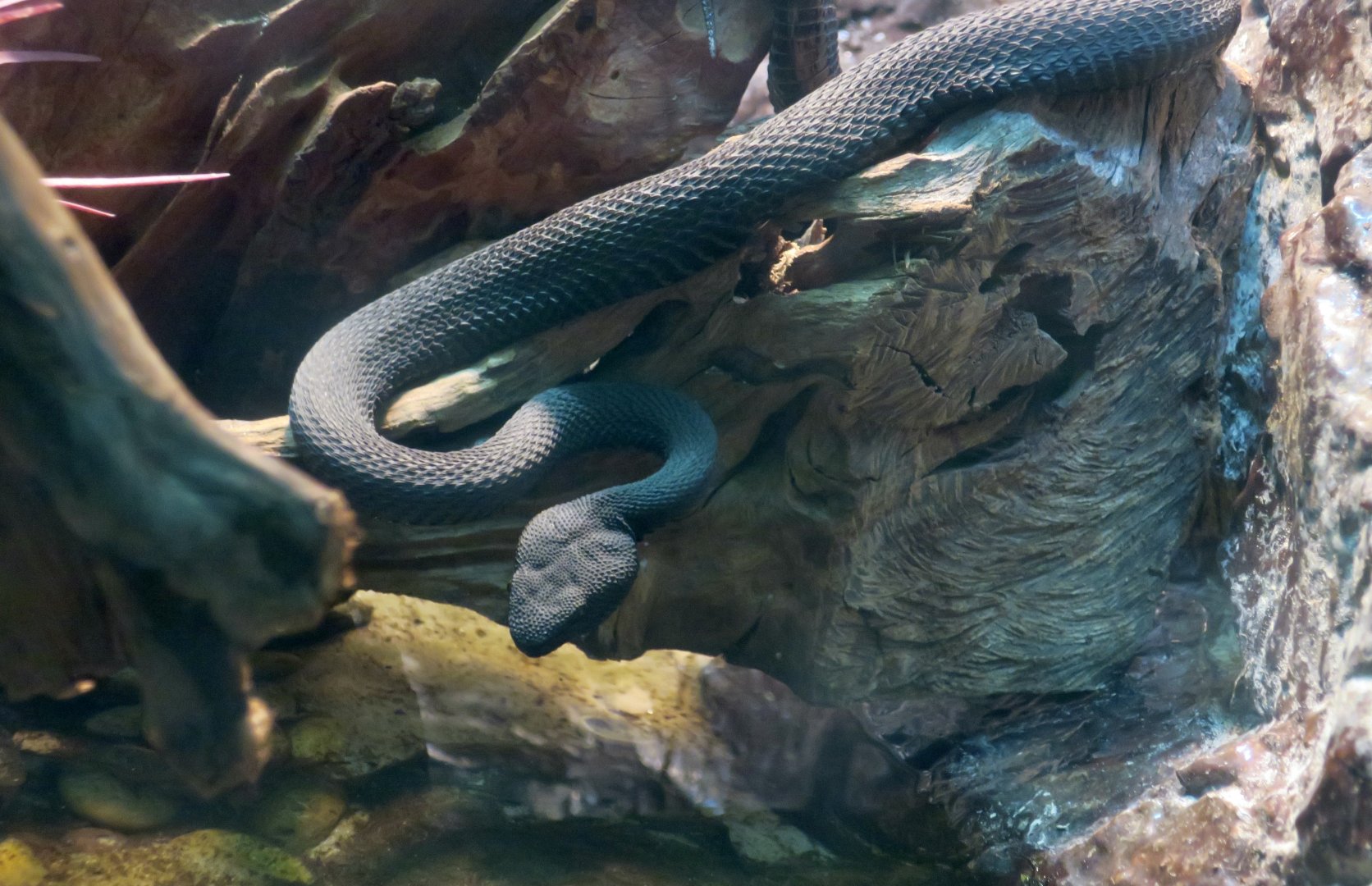 Mangrove Pit Viper (Trimeresurus purpureomaculatus)