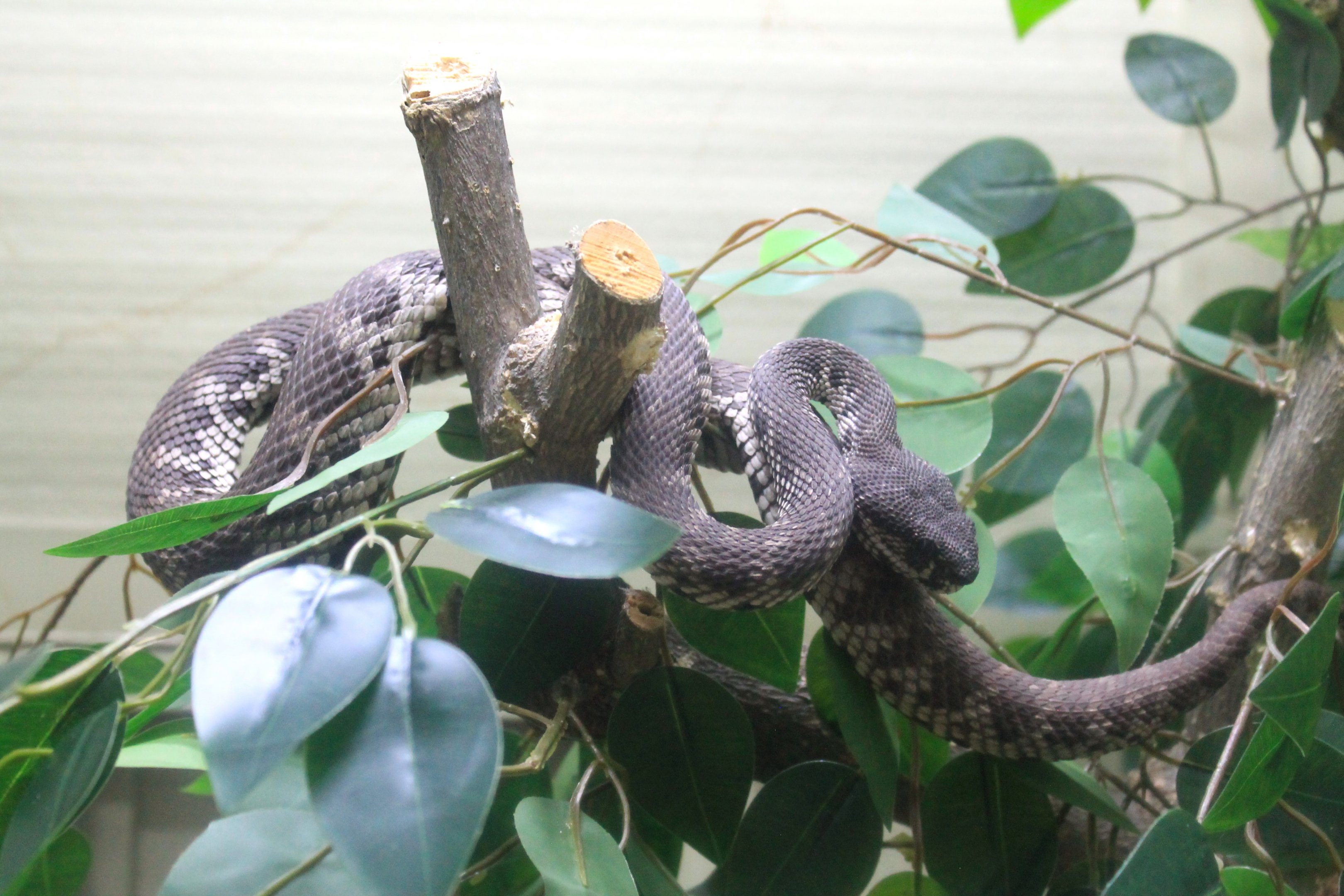 Mangrove Pit Viper (Trimeresurus purpureomaculatus)