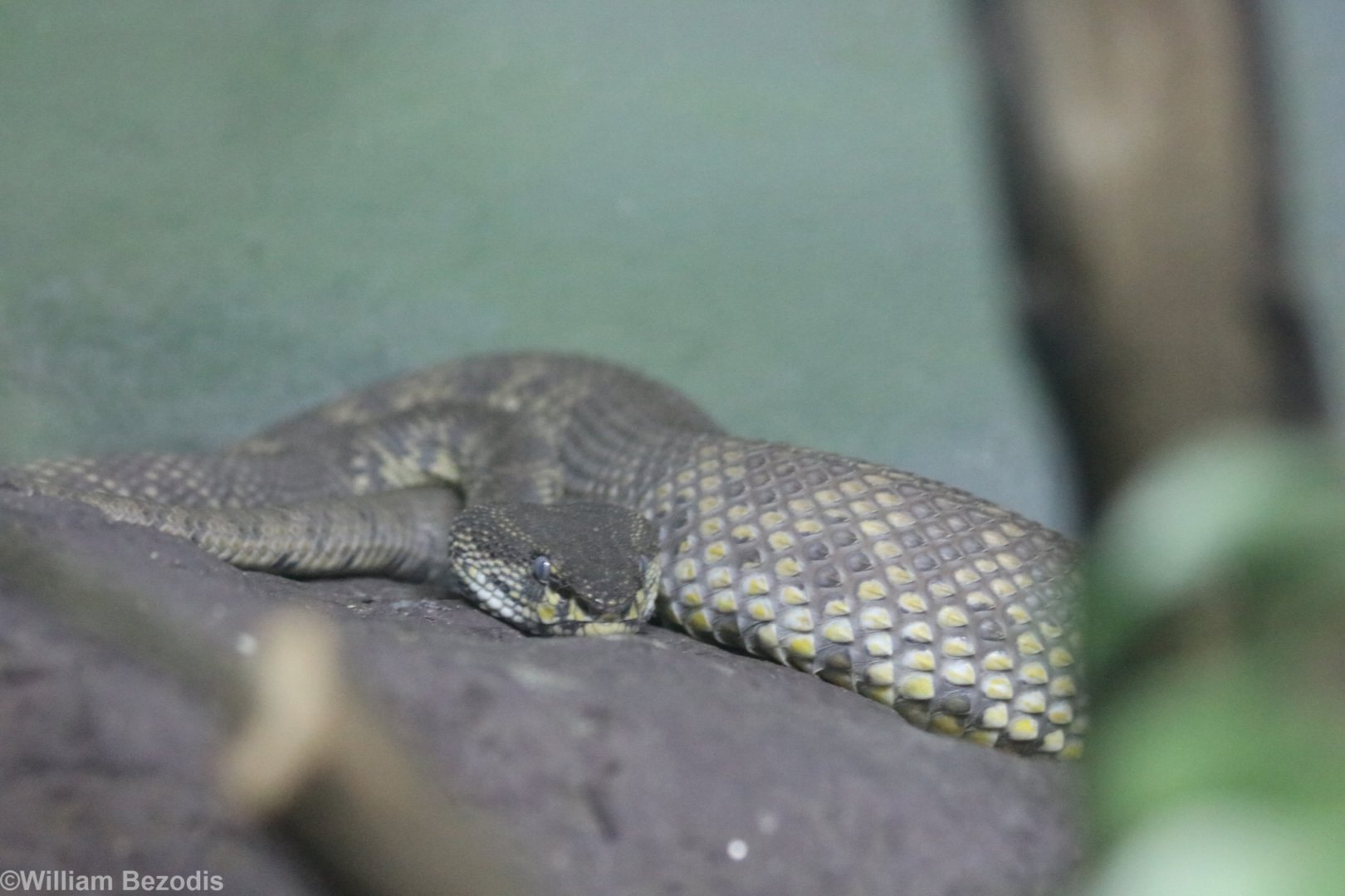 Mangrove Pit-viper
