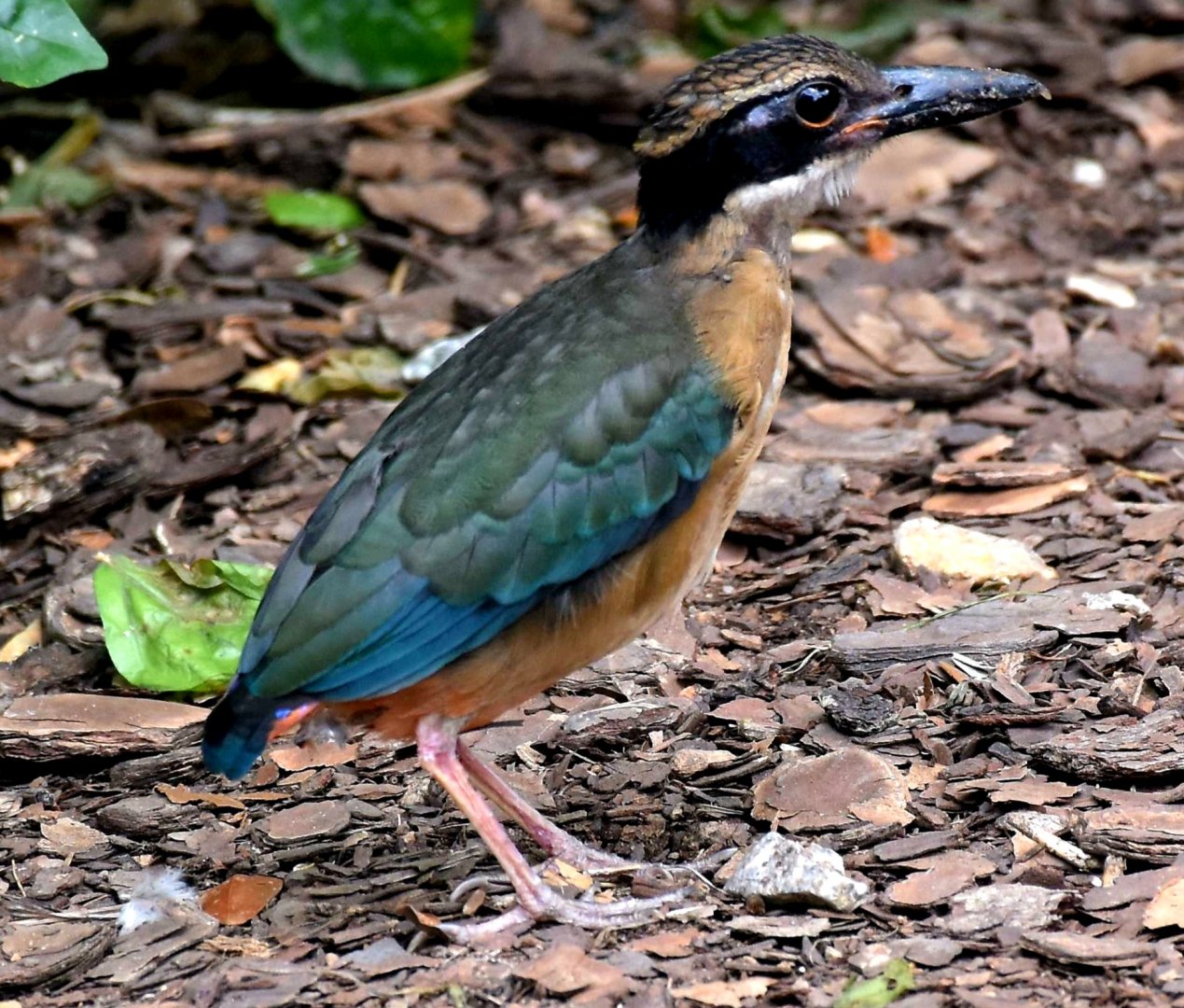 Mangrove Pitta (Pitta megarhyncha)