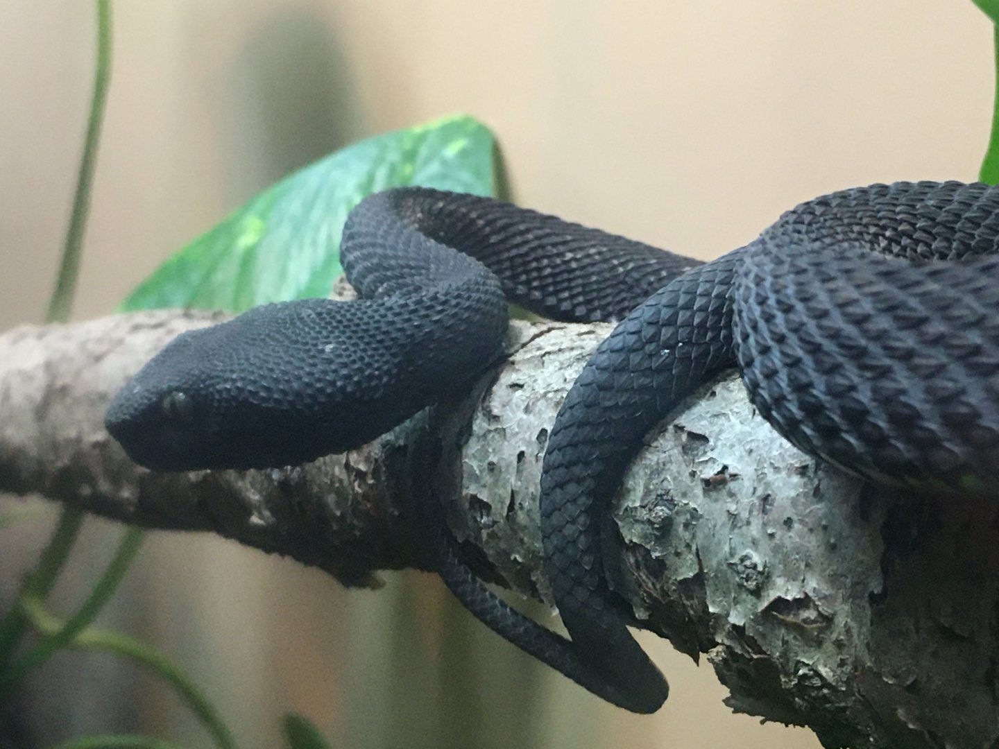 Mangrove Pitviper (Trimeresurus purpureomaculatus)
