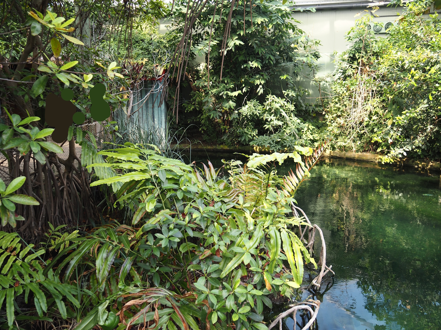 Mangrove plants and secondary Antillean manatee pool in the Mangrove, 2025-05-17