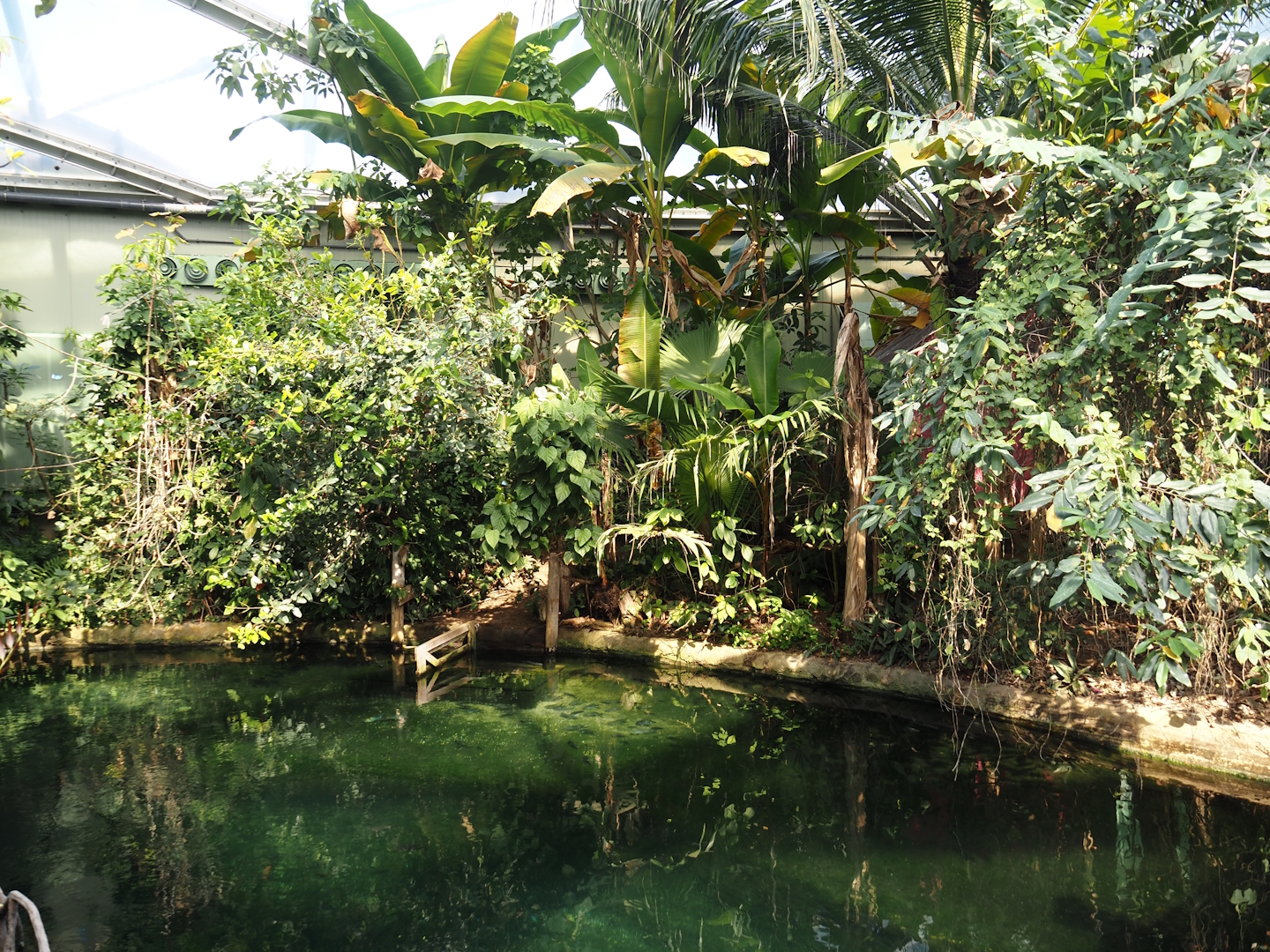 Mangrove plants and secondary Antillean manatee pool in the Mangrove, 2025-05-17