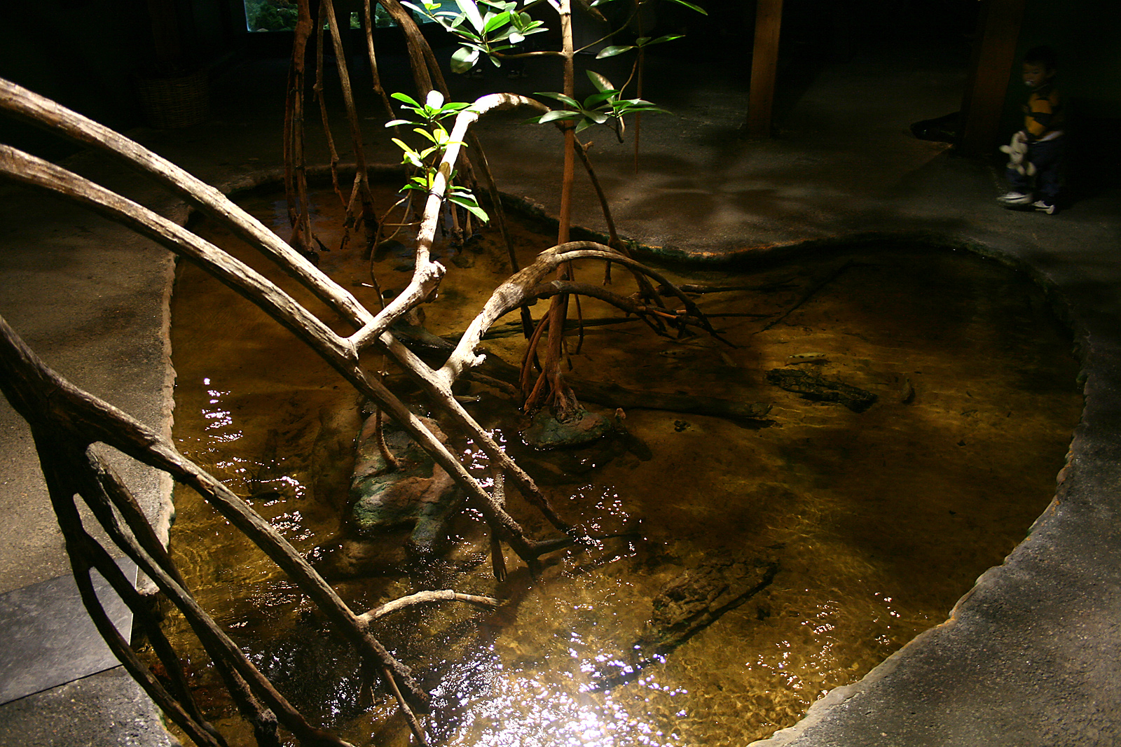 Mangrove pond