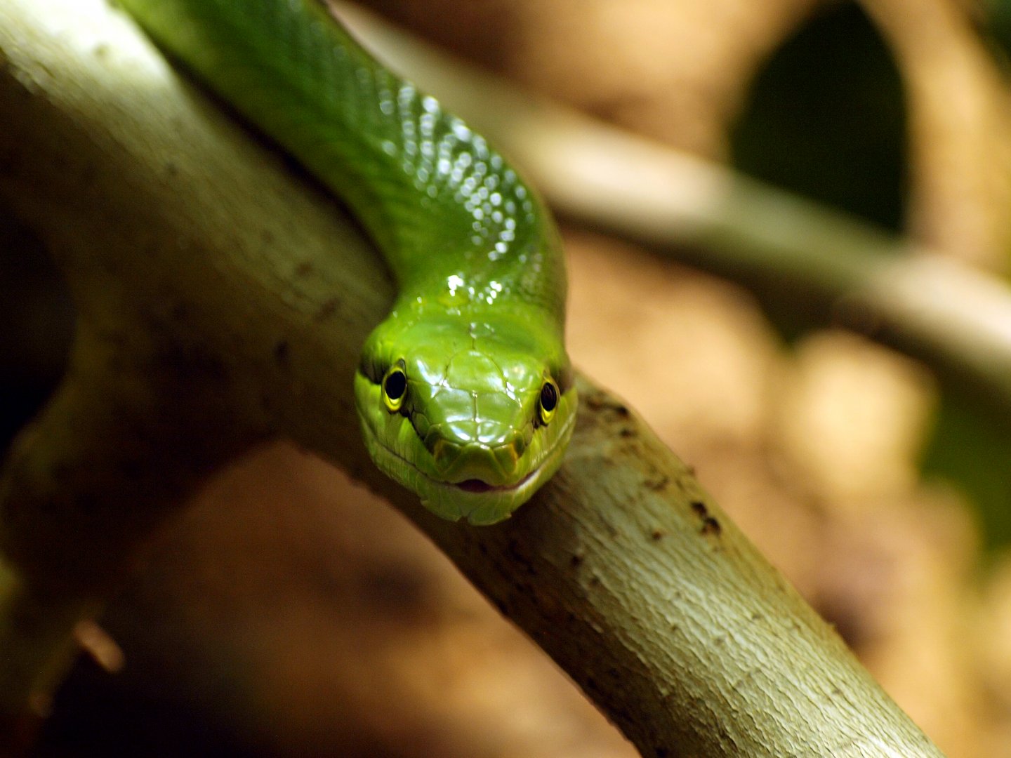 Mangrove ratsnake