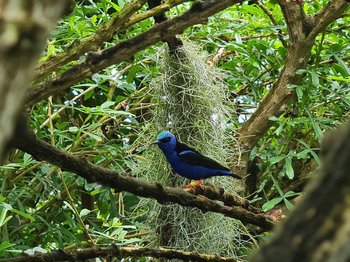 Mangrove - Red-legged honeycreeper