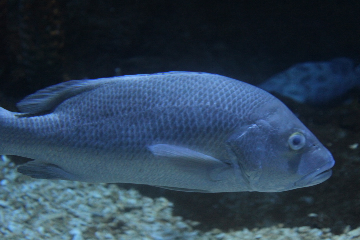Mangrove red snapper (Lutjanus argentimaculatus) - BXSea