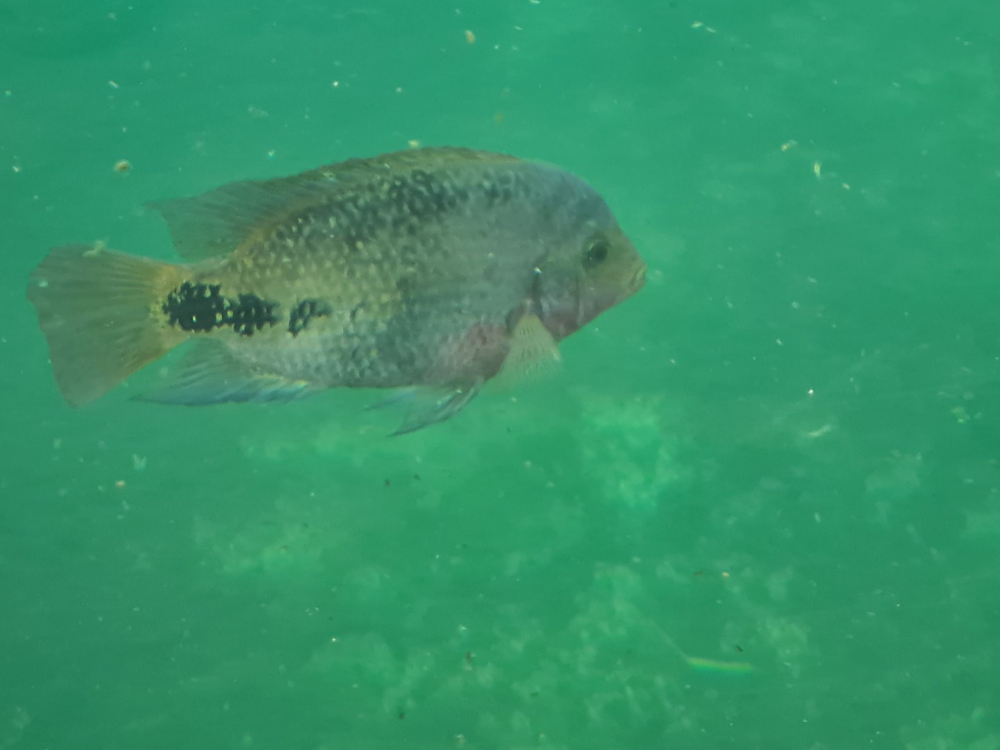 Mangrove - Redhead cichlid