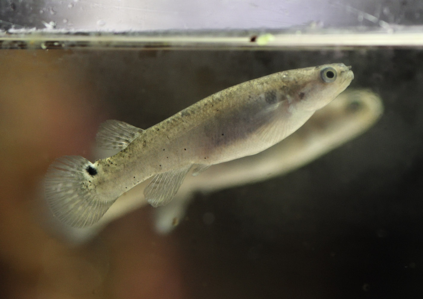 Mangrove rivulus