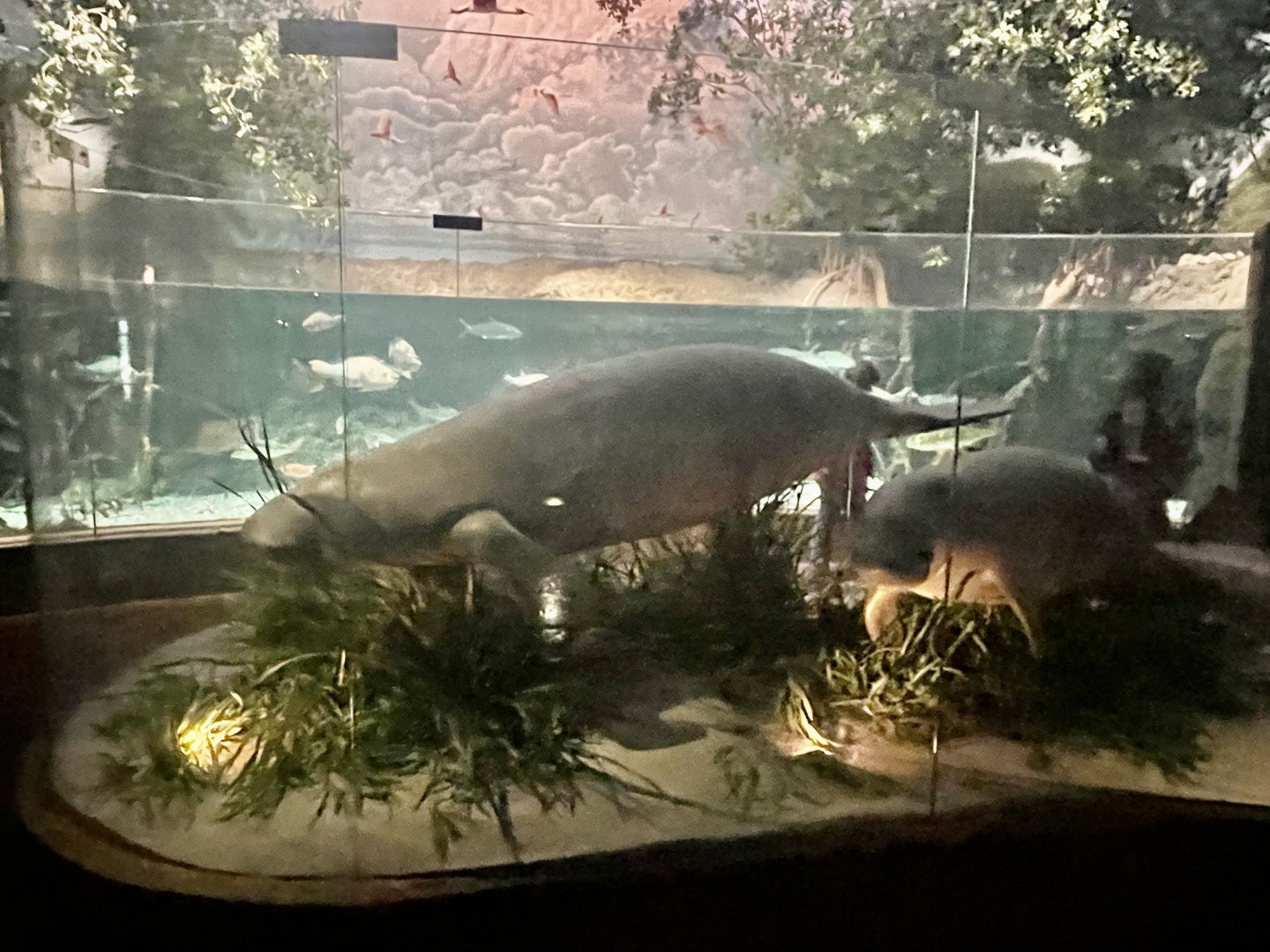 Mangrove Room Manatee Model