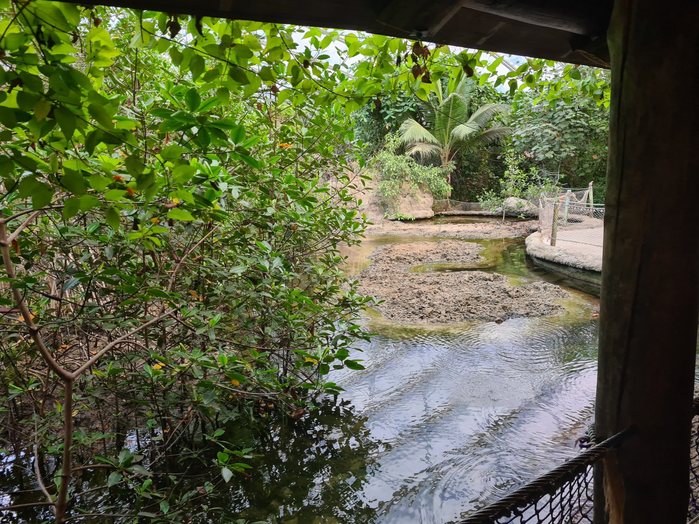 Mangrove - Saltwater mudflats