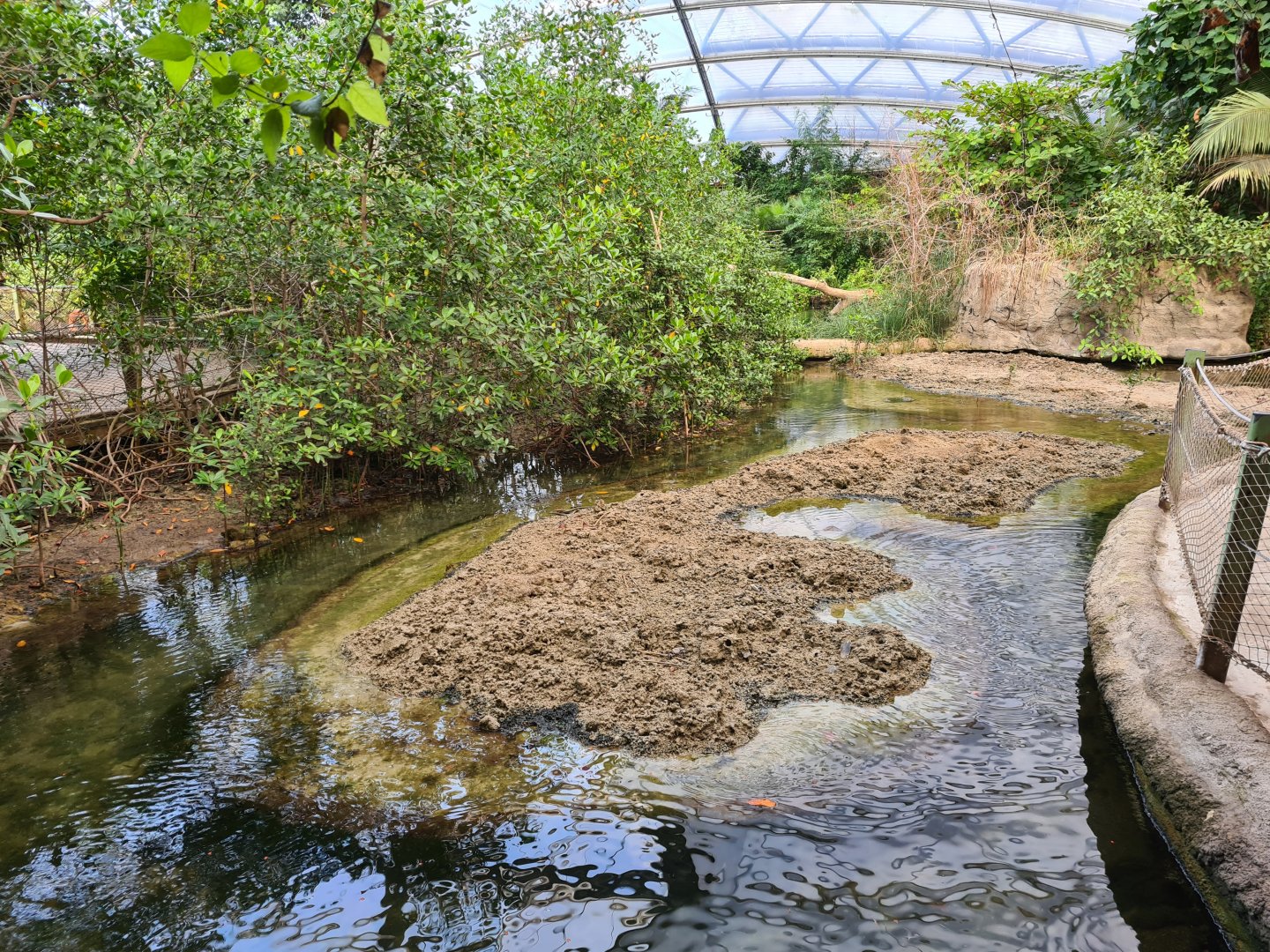 Mangrove - Saltwater mudflats