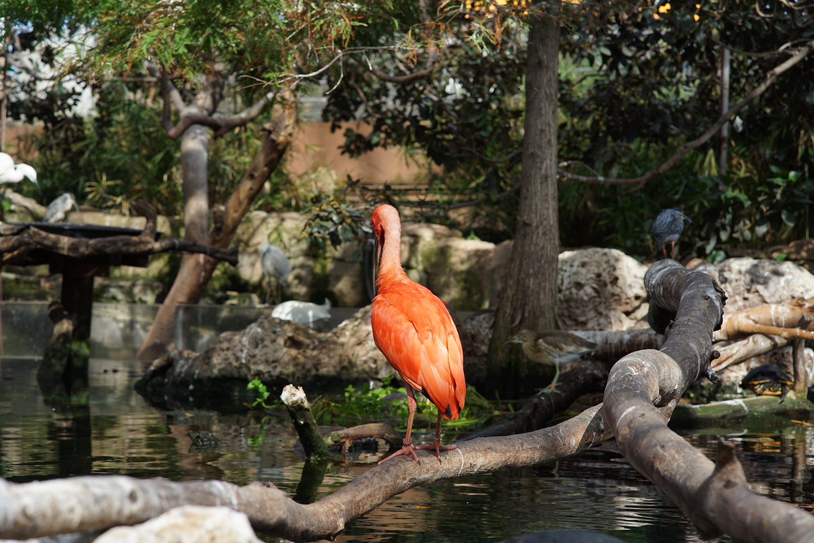 Mangrove section of the Big Aviary